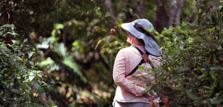 What counting Florida butterflies can tell the world about climate change