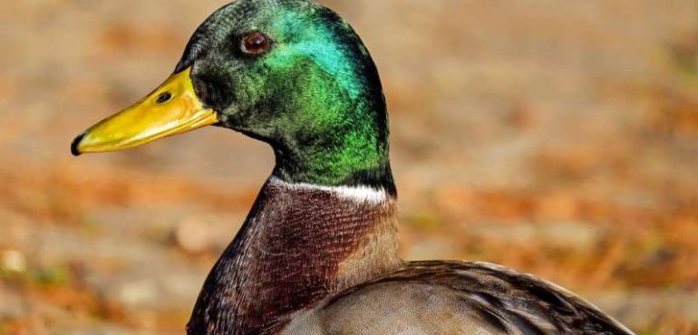 Genetic analysis of New World birds confirms untested evolutionary assumption