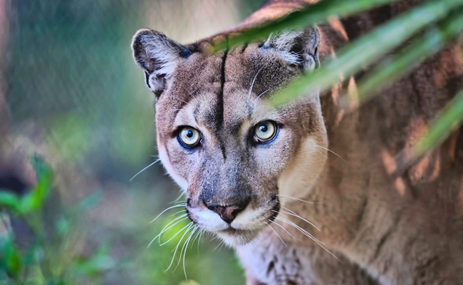 Feds shouldn’t change Florida panther protections