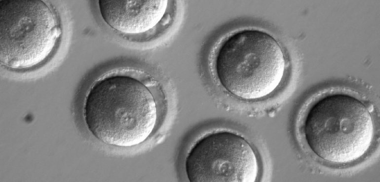 Scientists Precisely Edit DNA In Human Embryos To Fix A Disease Gene