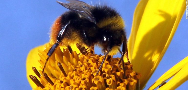 New study suggests insect populations have declined by 75% over 3 decades