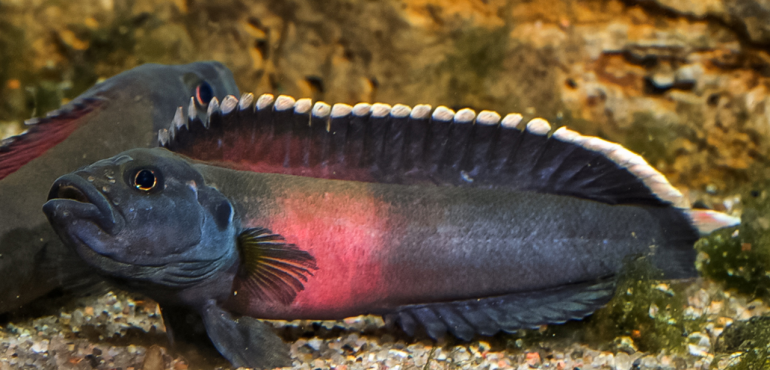 Africa’s deadliest rapids give birth to new fish species