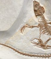 Ancient lizardlike creature bridged gap between land and sea