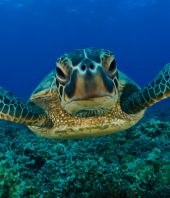 Sea turtles overcame hurricane and heat to have decent South Florida nesting season