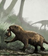 When dinosaurs went extinct, many animals literally came out of the dark