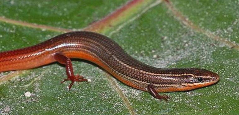 The Trump administration won’t protect this little lizard. So this group is suing.