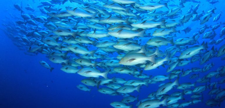 Climate change drives collapse in marine food webs