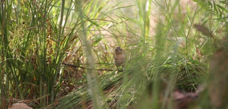 Rare Florida sparrow could vanish this year and more birds could be at risk