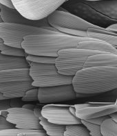 In ‘pond scum,’ scientists find answers to one evolution’s which-came-first cases