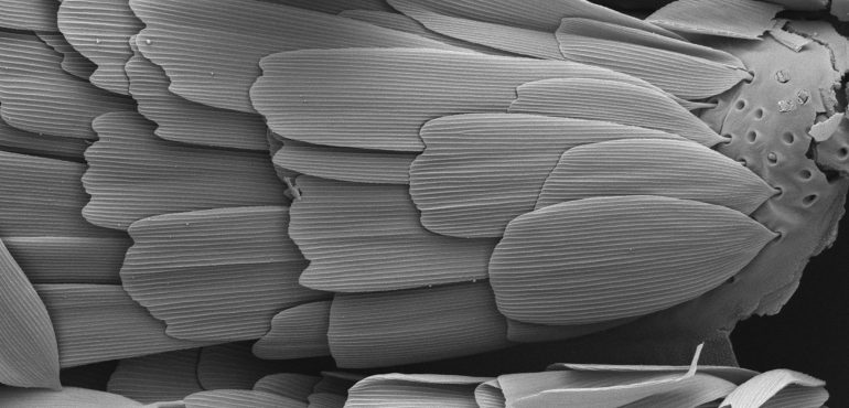 In ‘pond scum,’ scientists find answers to one evolution’s which-came-first cases