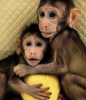 These monkey twins are the first primate clones made by the method that developed Dolly