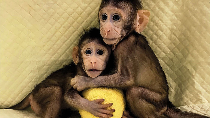 These monkey twins are the first primate clones made by the method that developed Dolly