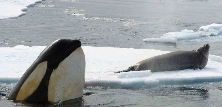 Orcas are first non-humans whose evolution is driven by culture