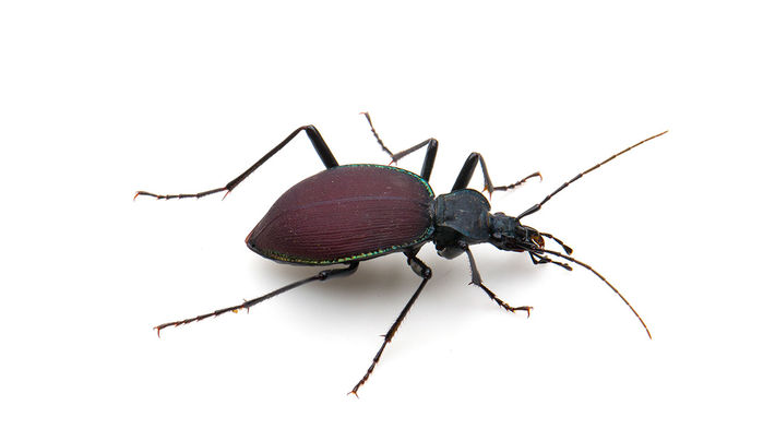 Large beetles are shrinking, thanks to climate change