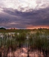 Sea rise is outpacing Everglades restoration — but scientists say there’s a solution