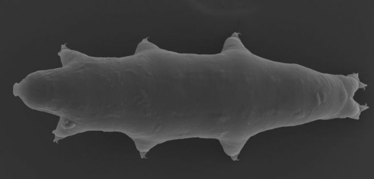 New Species of ‘Indestructible’ Animal Found in Surprising Place
