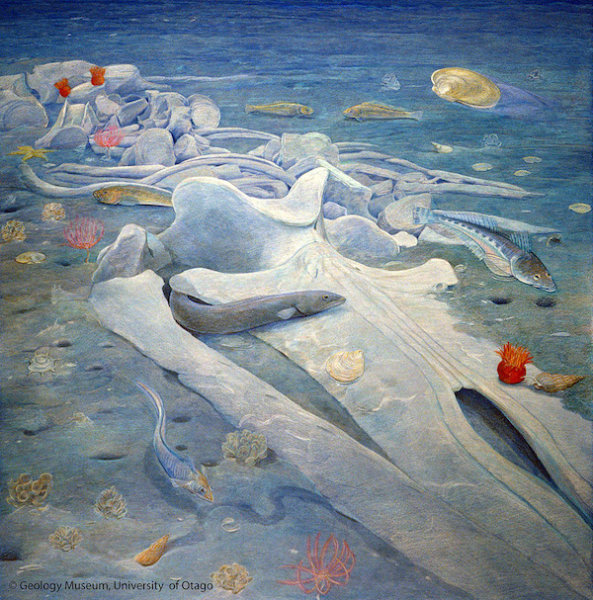 New new genus and species of extinct baleen whale identified