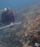 Climate change is transforming the Great Barrier Reef
