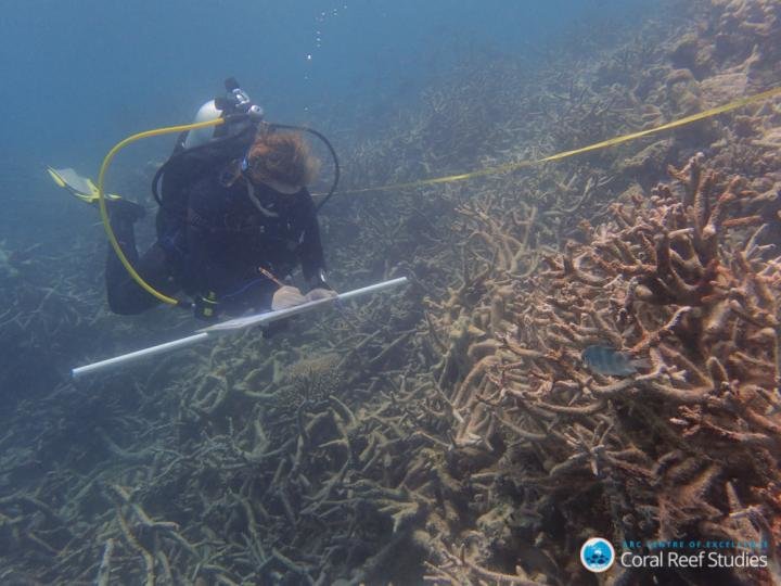 Climate change is transforming the Great Barrier Reef