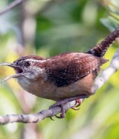 A lesson from mating birds: The song gets sweeter over time, a Miami scientist finds