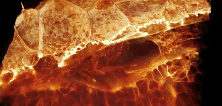 Advanced microscope shows cells at work in incredible 3D detail