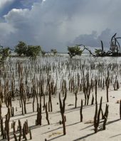 NASA team finds massive Everglades mangrove damage from Irma. Can it recover?