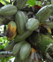 Cocoa CRISPR: Gene editing shows promise for improving the ‘chocolate tree’