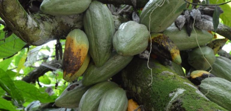 Cocoa CRISPR: Gene editing shows promise for improving the ‘chocolate tree’