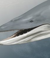 Ancient skull shows early ‘baleen whale’ had teeth