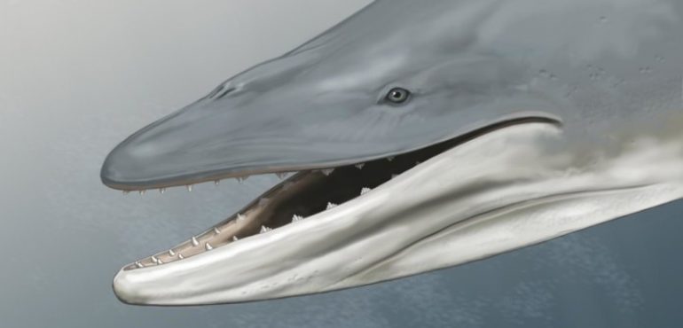 Ancient skull shows early ‘baleen whale’ had teeth