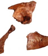 Jurassic fossil tail tells of missing link in crocodile family tree