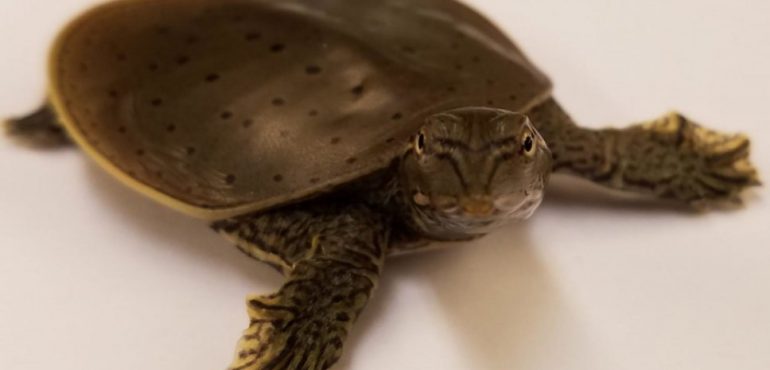 Genome structure of dinosaurs discovered by bird-turtle comparisons