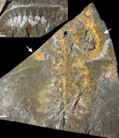 Major fossil study sheds new light on emergence of early animal life 540 million years ago