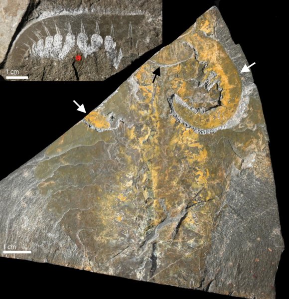 Major fossil study sheds new light on emergence of early animal life 540 million years ago