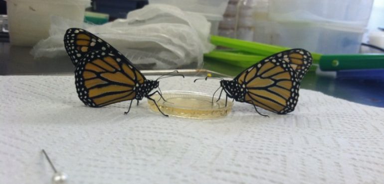 Global warming can turn monarch butterflies’ favorite food into poison