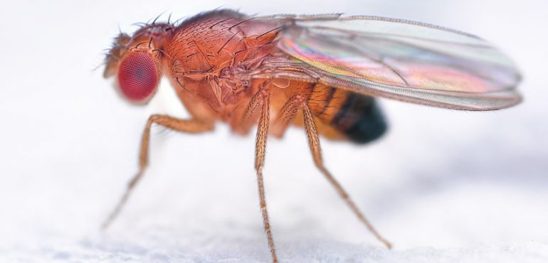 Secret to longevity may lie in the microbiome and the gut