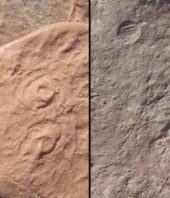 Two new creatures discovered from dawn of animal life