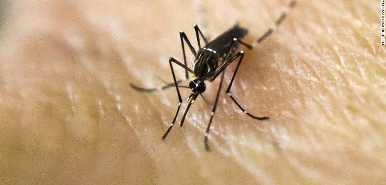 Australian experiment wipes out over 80% of disease-carrying mosquitoes