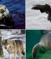 The Trump administration wants to roll back the Endangered Species Act. These 10 animals might not be here today without it.