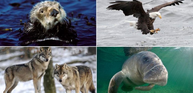 The Trump administration wants to roll back the Endangered Species Act. These 10 animals might not be here today without it.
