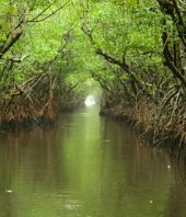 How mangroves help keep the planet cool
