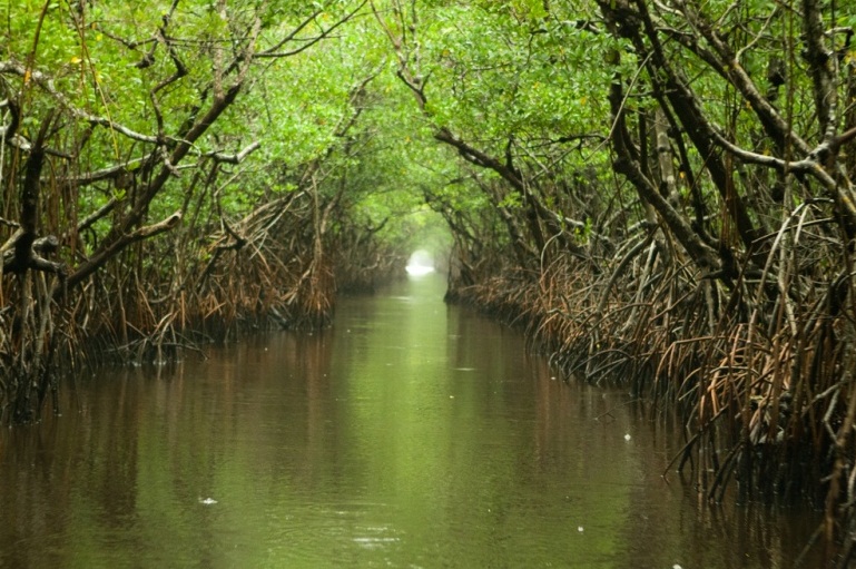 How mangroves help keep the planet cool