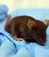 Scientists reverse aging-associated skin wrinkles and hair loss in a mouse model