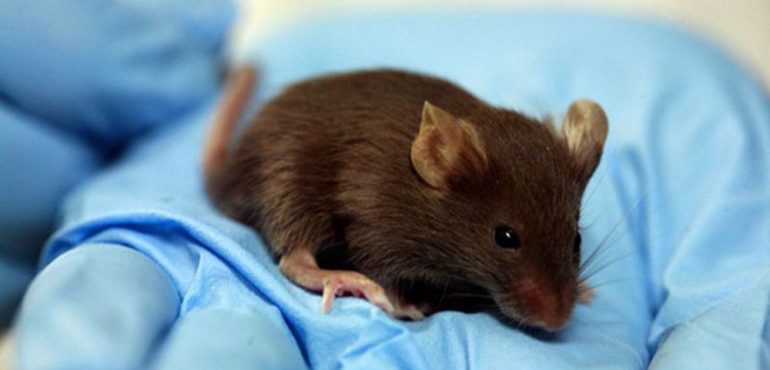Scientists reverse aging-associated skin wrinkles and hair loss in a mouse model