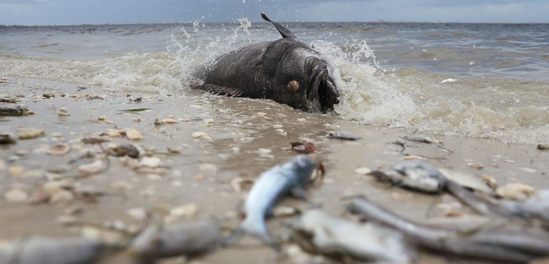 What is red tide? Why is it killing fish? And can it make humans sick?