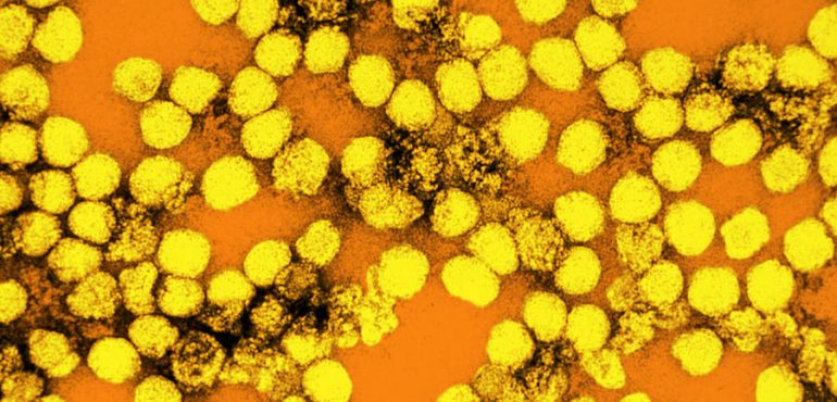 Tracking the evolution and transmission of yellow fever