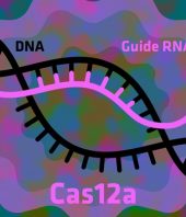 How to make the gene-editing tool CRISPR work even better