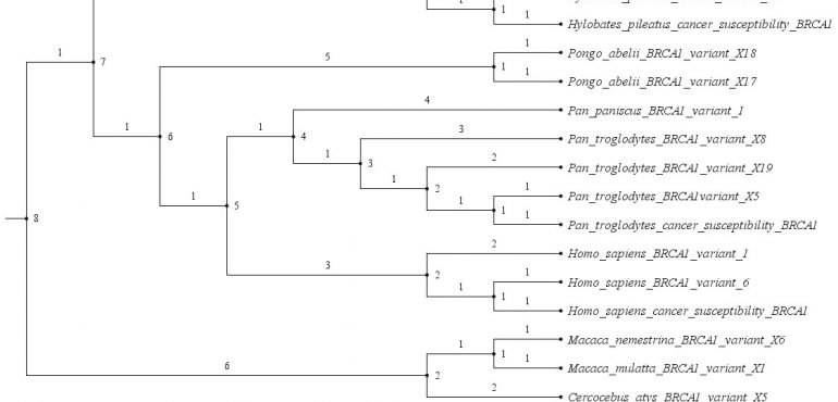 A Review on the Evolutionary Trajectories of mRNA BRCA1/2 Genes in Primates and the Implications of Cancer Susceptibility Variants within Immediate Human Populations