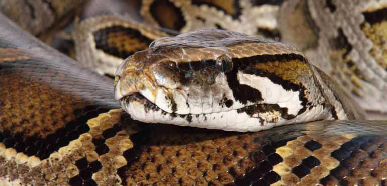 Could a super snake emerge from Everglades pythons? New DNA study raises possibility