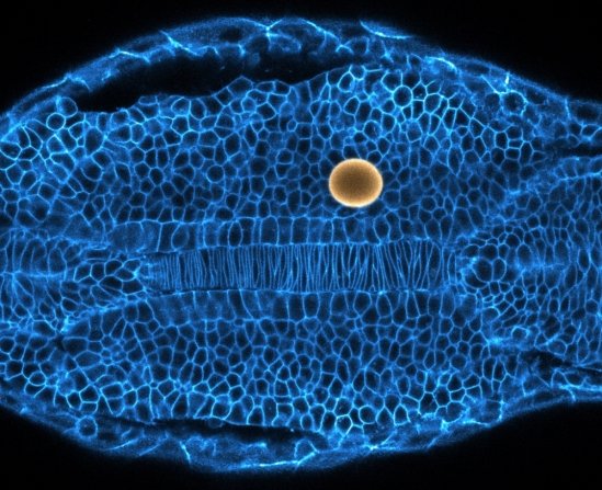 How tissues and organs are sculpted during embryogenesis